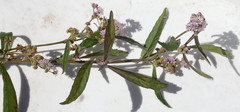 Ethulia conyzoides image