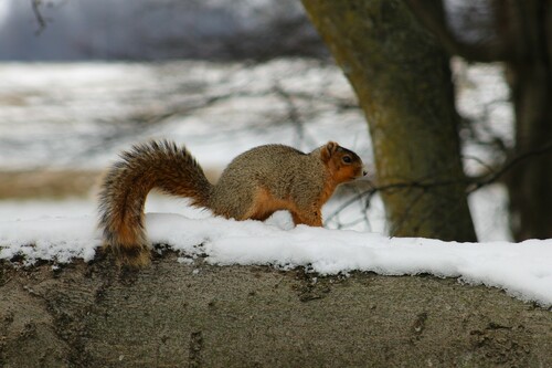 Upland Fox Squirrel photographed in Kentucky