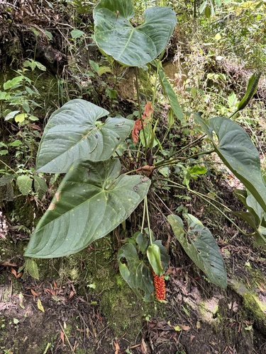 Anthurium hoffmannii