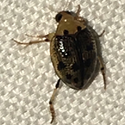 Peltodytes sexmaculatus photo 2