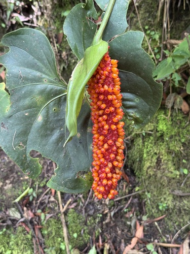 Anthurium hoffmannii, photograph 1