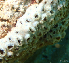Palythoa tuberculosa