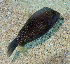 Canthigaster amboinensis
