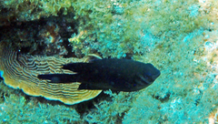 Neoglyphidodon nigroris