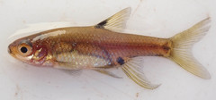 Enteromius haasianus
