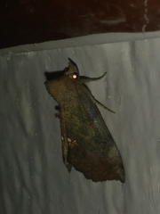Hypsoropha hormos