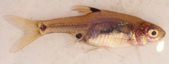 Enteromius haasianus