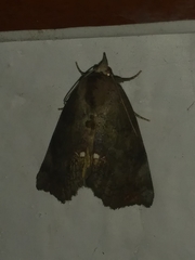 Hypsoropha hormos
