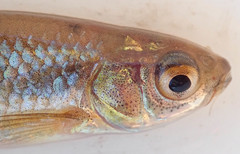 Enteromius paludinosus