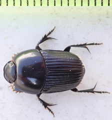 Oniticellus planatus