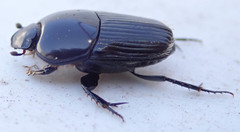 Oniticellus planatus