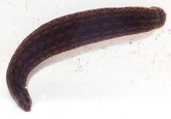 Hirudinidae