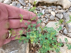 Dalea frutescens