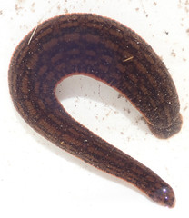 Hirudinidae