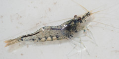 Caridina