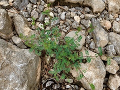 Dalea frutescens