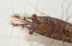 Caridina