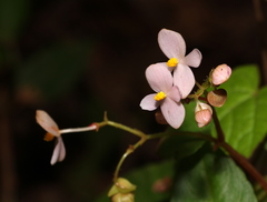 Begonia crenata