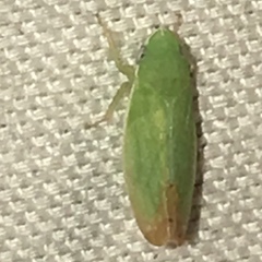 Memnonia flavida