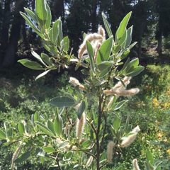Salix jepsonii