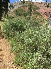 Salix jepsonii