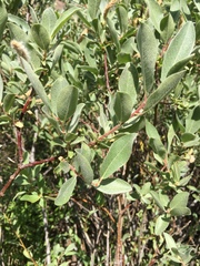 Salix jepsonii
