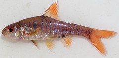 Enteromius fasciolatus