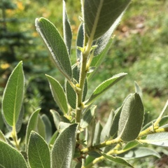 Salix jepsonii