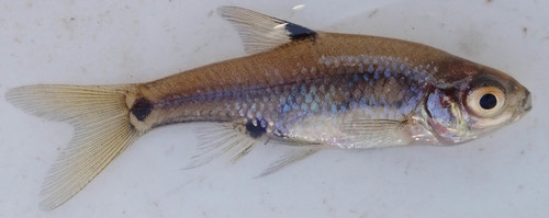 Moerasbarbeel (Enteromius haasianus) — Cyprinidae