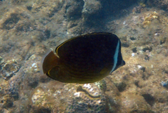 Chaetodon auripes