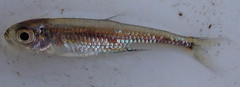 Lake Tanganyika Sardine photo 4