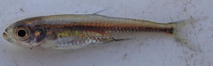 Lake Tanganyika Sardine photo 2