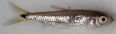 Brycinus lateralis