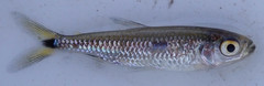 Brycinus lateralis