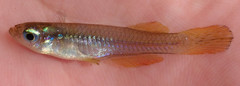 Johnston's Lampeye photo 4