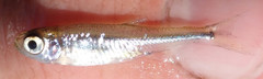 Lake Tanganyika Sardine photo 5