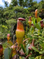 Nepenthes pervillei