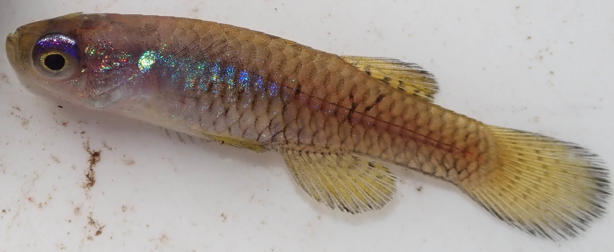 Lacustricola chobensis