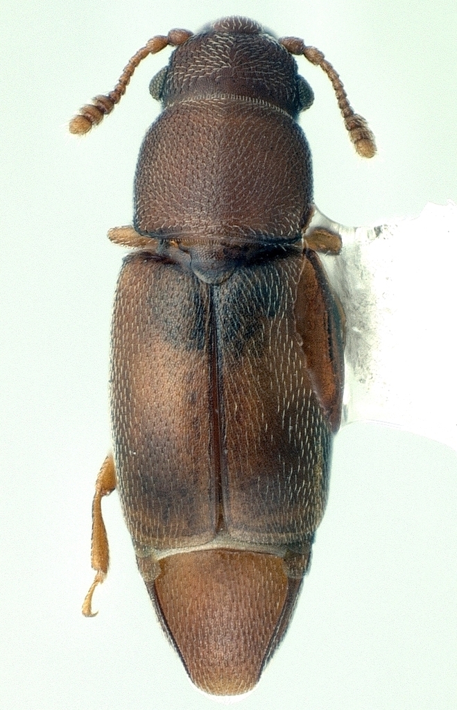 Smicrips palmicola