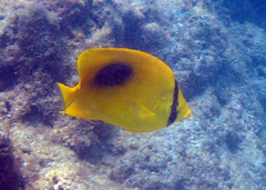 Chaetodon speculum