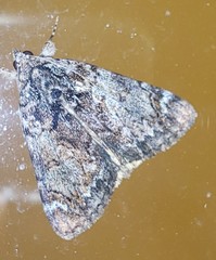 Catocala minuta