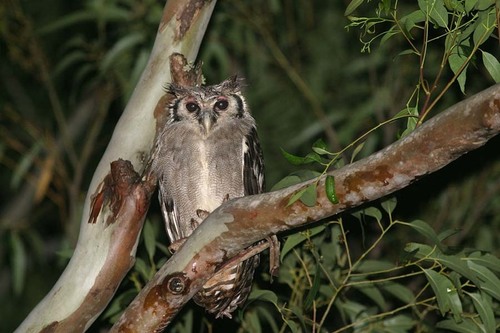Verreaux's Eagle-Owl