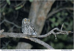 Megascops trichopsis