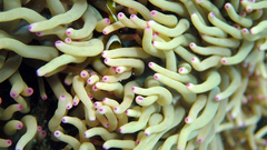 Heteractis crispa