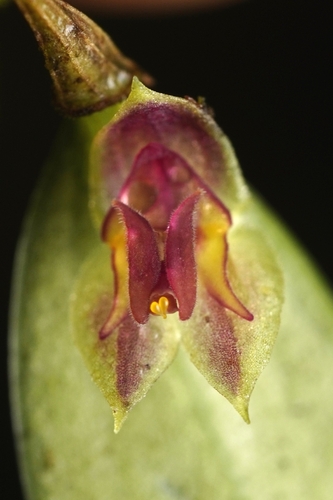 Lepanthes monoptera, photograph 1