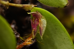 Lepanthes monoptera, photograph (c) Daniel Mesa, some rights reserved (CC BY)