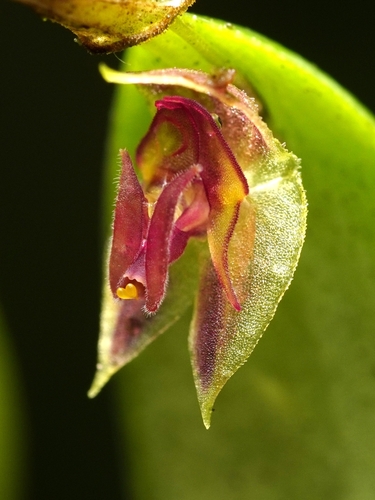 Lepanthes monoptera, photograph 3
