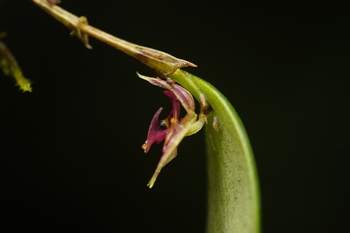 Lepanthes monoptera, photograph 4