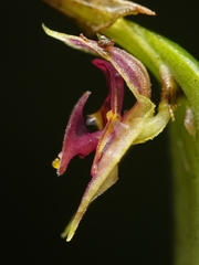 Lepanthes monoptera, photograph (c) Daniel Mesa, some rights reserved (CC BY)