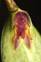 Lepanthes monoptera, photograph (c) Daniel Mesa, some rights reserved (CC BY)